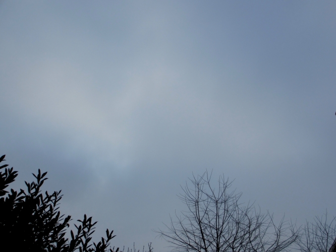 29 - 1 - '14, tuin Van Breestraat 113.
